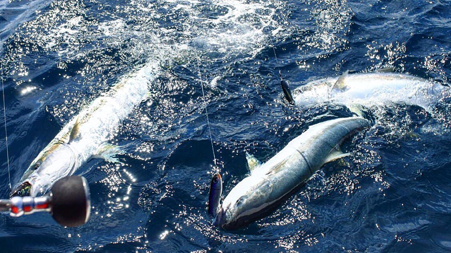 Mastering King George Whiting Fishing - Conquering Slow Tides - Featuring  Snapper, Squid, Gummies. 