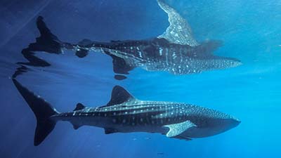 apac-whale-shark.jpg